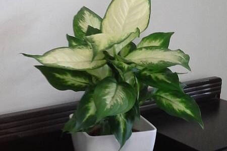 万年青夏天怎么养护和浇水