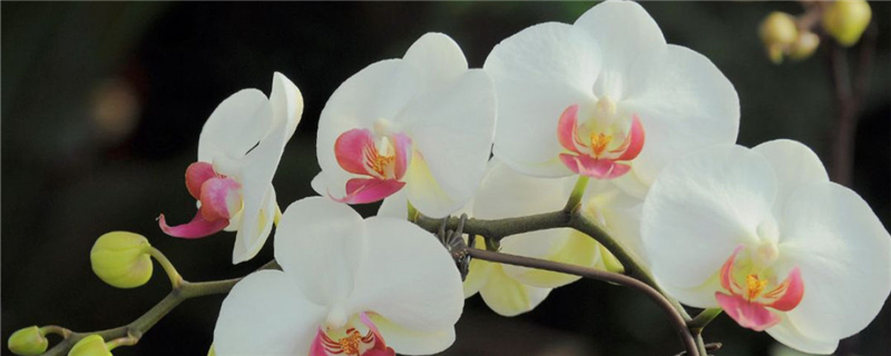 蝴蝶兰冬天会不会冻死冬天可以换盆吗(蝴蝶兰过冬)