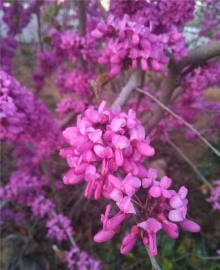 秋季木本开花植物