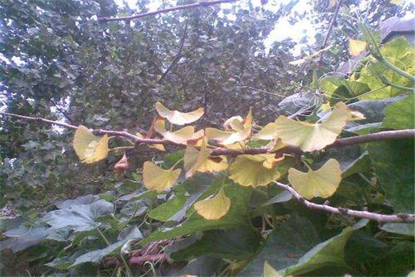 银杏的常见病害及其防治(银杏主要病虫害)