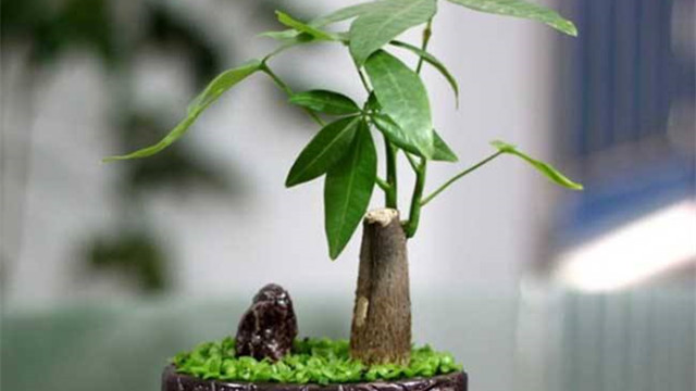 新买的发财树怎么换盆(新买的发财树栽种后怎么浇水)