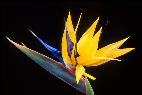 鹤望兰生虫了怎么办常见的虫害及其防治(鹤望兰长虫)