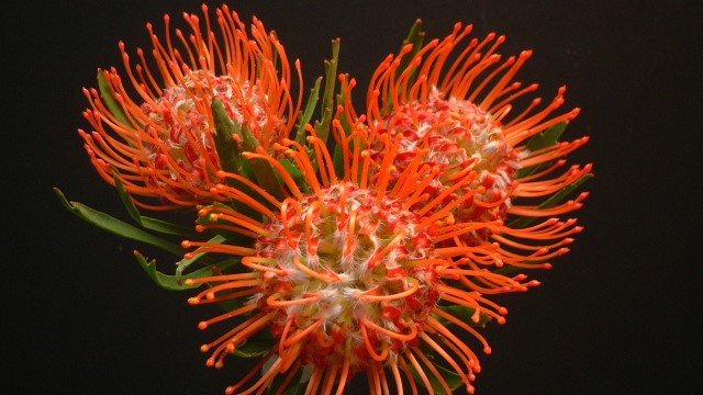 山龙眼的功效与作用(山龙眼的功效和作用)