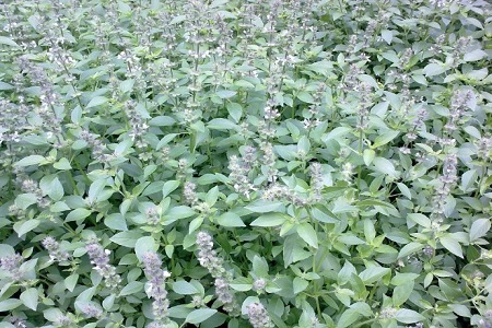 罗勒的种植方法和注意事项