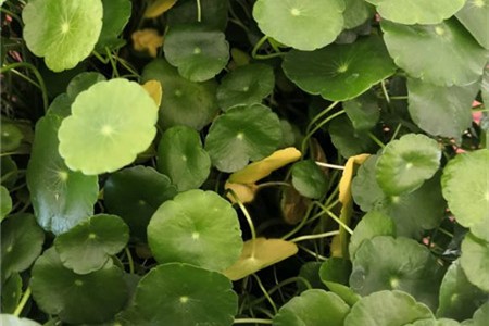 铜钱草怎样种植更好