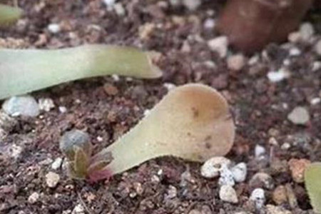 黑法师的叶子枯了怎么办