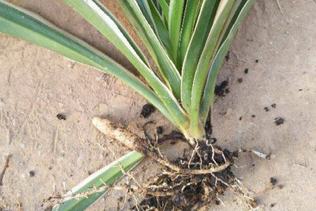 吊兰土培转水培要剪掉萝卜根吗