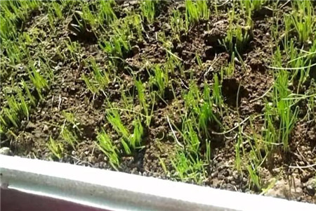 一般韭菜种下去多少天能发芽出