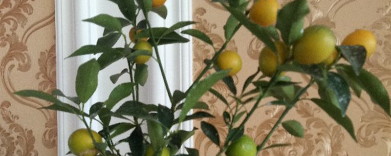 金桔树枯了怎么救活(金桔树枯了怎么救活视频)