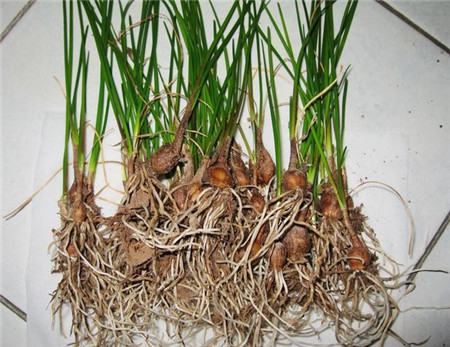 葱兰怎么分盆栽种好