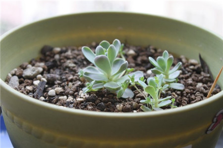 子持年华和子持莲华