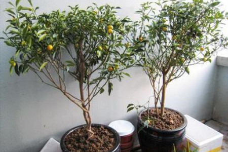 金桔树枯了怎么救活视频