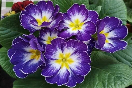 过年家里摆花寓意