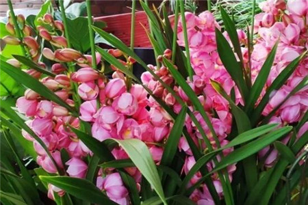 过年家里摆花寓意