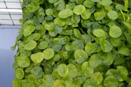 铜钱草怎样种植更好