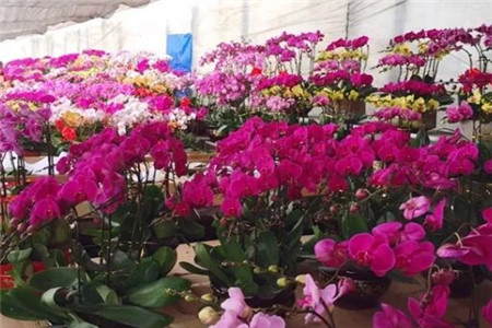 过年家里摆花寓意