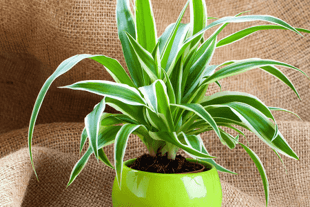 吊兰土培转水培要剪掉萝卜根吗