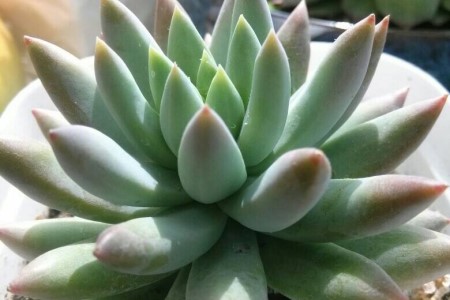 多肉植物的养殖方法和注意事项