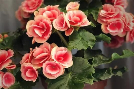 过年家里摆花寓意