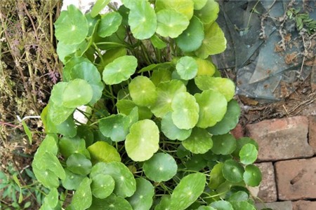 铜钱草怎样种植更好