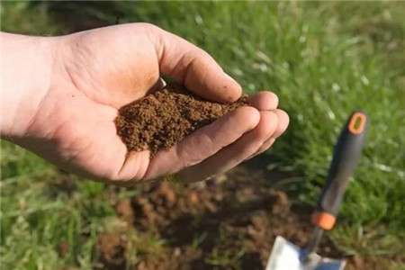 酸碱土不能养撒把灰浇点醋花立马疯长！(酸性土壤可以加醋吗)