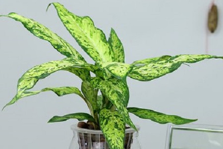 斑马万年青怎么养护和管理