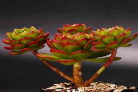 蒂亚怎么爆盆能治病吗