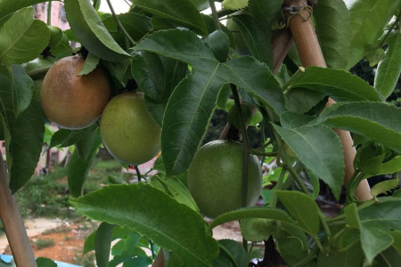 百香果要把种子嚼烂么