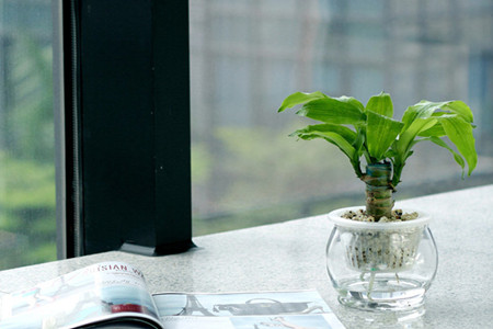 水培巴西木怎么养殖方法