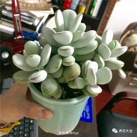 多肉种植大全