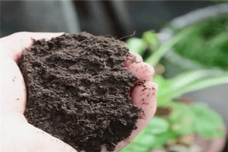 斑马万年青怎么养护和管理