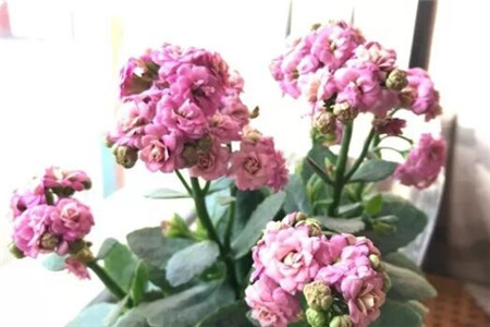 过年家里摆花寓意