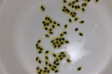 百香果要把种子嚼烂么