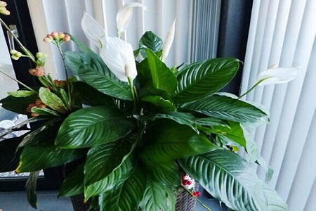 白掌换盆视频教程