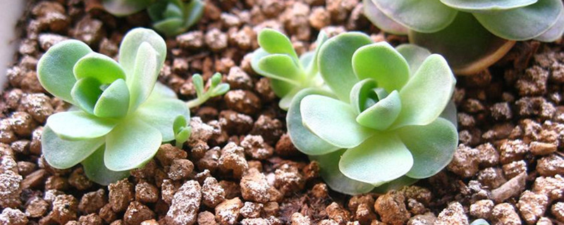 子持年华开花了怎么办(子持年华和子持莲华)