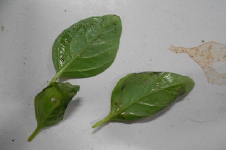 罗勒的种植方法和注意事项