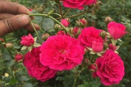 红木香蔷薇缺点