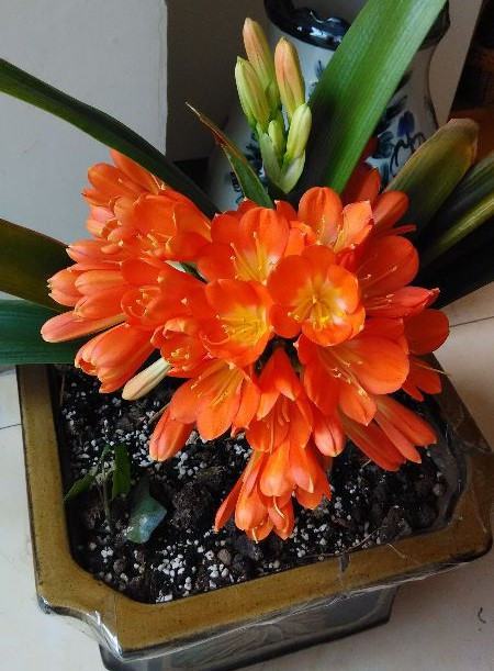 君子兰四季浇水方法