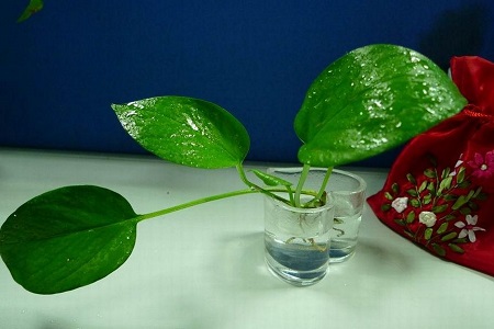 剪的绿萝放水里怎么养