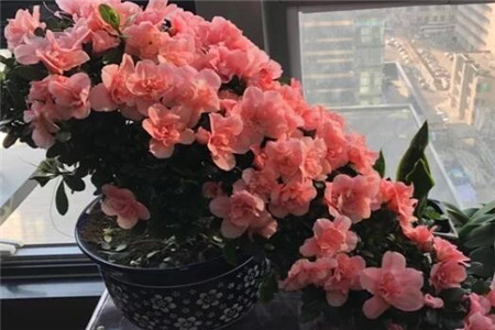 过年家里摆花寓意