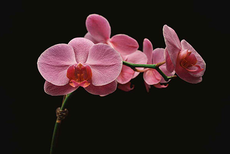 四大观赏洋花是哪四种花图片