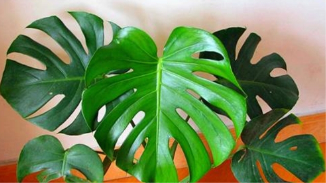 龟背竹的繁殖方法(洞洞龟背竹的养殖方法)