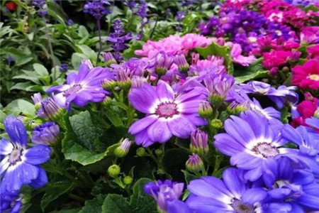 过年家里摆花寓意