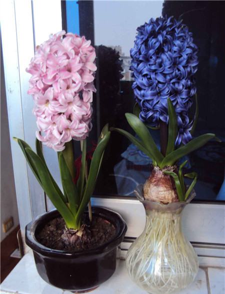 秋植球根与春植球根的区别(春植秋植球根花卉有哪些)