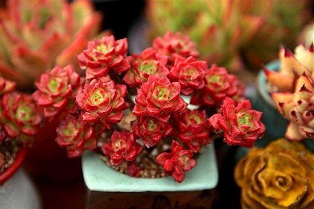 蒂亚怎么爆盆能治病吗