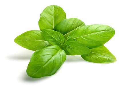 罗勒的种植方法和注意事项