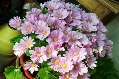 过年家里摆花寓意