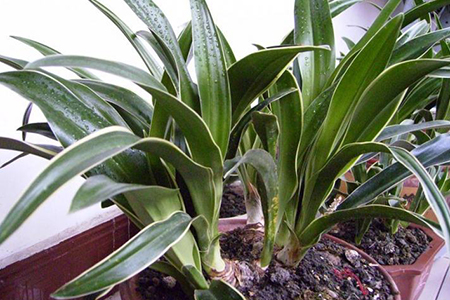 万年青夏天怎么养护和浇水