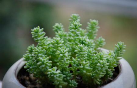 多肉白花小松图片老桩