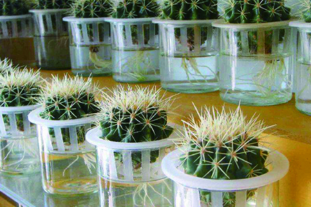 万年红水培植物怎么养